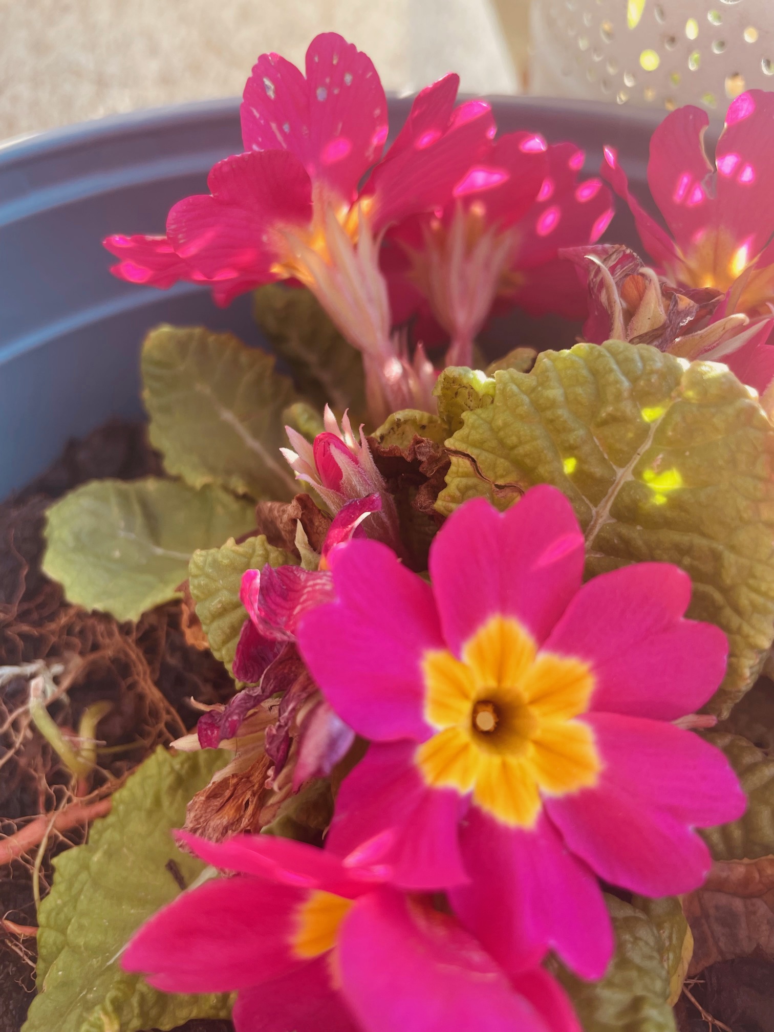 Dans le Jardin
